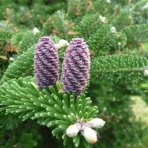 Jedľa kórejská (Abies koreana) - výška 10-15 cm, kont. C2L